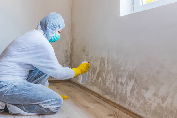 Licensed Mold Inspection service in Hauppauge, NY - WQB Mold Removal